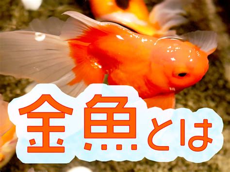 金魚 金色|金魚とは｜特徴・生態・種類・餌・寿命などを紹介、 